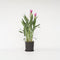 Plant in a Box - Curcuma alismatifolia Siam Supreme - Tropische bloeiende kamerplant Curcuma - Pot 19cm Hoogte 80-100cm