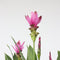 Plant in a Box - Curcuma alismatifolia Siam Supreme - Tropische bloeiende kamerplant Curcuma - Pot 19cm Hoogte 80-100cm