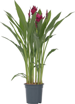 Plant in a Box - Curcuma alismatifolia 'Skyline' - Kurkuma - Kamerplanten - Bloeiend - Pot 19cm - Hoogte 80-100cm