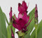 Plant in a Box - Curcuma alismatifolia 'Skyline' - Kurkuma - Kamerplanten - Bloeiend - Pot 19cm - Hoogte 80-100cm