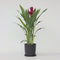 Plant in a Box - Curcuma alismatifolia 'Skyline' - Kurkuma - Kamerplanten - Bloeiend - Pot 19cm - Hoogte 80-100cm
