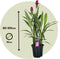 Plant in a Box - Curcuma alismatifolia 'Skyline' - Kurkuma - Kamerplanten - Bloeiend - Pot 19cm - Hoogte 80-100cm