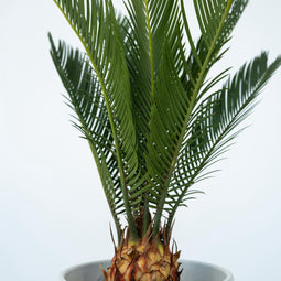 Plant in a Box - Cycas Revoluta - Set van 2 - Varenpalm - Kamerplant - Pot 15cm - Hoogte 45-60cm
