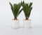 Plant in a Box - Cycas Revoluta - Set van 2 - Varenpalm - Kamerplant - Pot 15cm - Hoogte 45-60cm