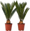 Plant in a Box - Cycas Revoluta - Set van 2 - Varenpalm - Kamerplant - Pot 15cm - Hoogte 45-60cm