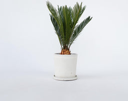 Plant in a Box - Cycas Revoluta - Varenpalm - Kamerplant - Pot 15cm - Hoogte 45-60cm