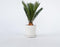 Plant in a Box - Cycas Revoluta - Varenpalm - Kamerplant - Pot 15cm - Hoogte 45-60cm