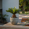 Plant in a Box - Cycas Revoluta - Varenpalm - Kamerplant - Pot 15cm - Hoogte 45-60cm