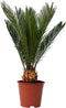 Plant in a Box - Cycas Revoluta - Varenpalm - Kamerplant - Pot 15cm - Hoogte 45-60cm