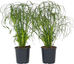 Plant in a Box - Cyperus alternifolius - Set van 2 - Perfect als decoratie in huis - Pot 14cm - Hoogte 40-50cm