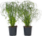 Plant in a Box - Cyperus alternifolius - Set van 2 - Perfect als decoratie in huis - Pot 14cm - Hoogte 40-50cm