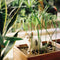 Plant in a Box - Cyperus alternifolius - Set van 2 - Perfect als decoratie in huis - Pot 14cm - Hoogte 40-50cm