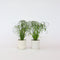 Plant in a Box - Cyperus alternifolius - Set van 4 - Perfect als decoratie in huis - Pot 14cm - Hoogte 40-50cm