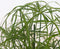 Plant in a Box - Cyperus alternifolius - Set van 4 - Perfect als decoratie in huis - Pot 14cm - Hoogte 40-50cm
