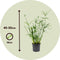 Plant in a Box - Cyperus alternifolius - Set van 4 - Perfect als decoratie in huis - Pot 14cm - Hoogte 40-50cm