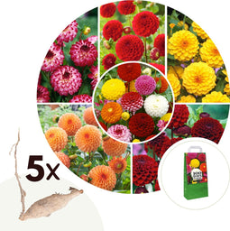 Plant in a Box - Dahlia Pompon - Dahlia knollen - Mix van 5 - Kleurrijke mix van verschillende opvallende dahlia bloemen - Dahlia knol mix - Zomerbloeiers