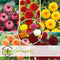 Plant in a Box - Dahlia Pompon - Dahlia knollen - Mix van 5 - Kleurrijke mix van verschillende opvallende dahlia bloemen - Dahlia knol mix - Zomerbloeiers