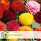 Plant in a Box - Dahlia Pompon - Dahlia knollen - Mix van 5 - Kleurrijke mix van verschillende opvallende dahlia bloemen - Dahlia knol mix - Zomerbloeiers
