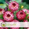 Plant in a Box - Dahlia Pompon - Dahlia knollen - Mix van 5 - Kleurrijke mix van verschillende opvallende dahlia bloemen - Dahlia knol mix - Zomerbloeiers