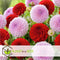 Plant in a Box - Dahlia Pompon - Dahlia knollen - Mix van 5 - Kleurrijke mix van verschillende opvallende dahlia bloemen - Dahlia knol mix - Zomerbloeiers