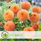 Plant in a Box - Dahlia Pompon - Dahlia knollen - Mix van 5 - Kleurrijke mix van verschillende opvallende dahlia bloemen - Dahlia knol mix - Zomerbloeiers