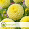 Plant in a Box - Dahlia Pompon - Dahlia knollen - Mix van 5 - Kleurrijke mix van verschillende opvallende dahlia bloemen - Dahlia knol mix - Zomerbloeiers