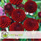 Plant in a Box - Dahlia Pompon - Dahlia knollen - Mix van 5 - Kleurrijke mix van verschillende opvallende dahlia bloemen - Dahlia knol mix - Zomerbloeiers