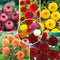Plant in a Box - Dahlia Pompon - Dahlia knollen - Mix van 5 - Kleurrijke mix van verschillende opvallende dahlia bloemen - Dahlia knol mix - Zomerbloeiers