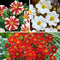 Plant in a Box - Dahlia 'Sunset Mix' - set van 5 - zomerbloeiers - dahliaknollen - tuinbloemen - Wit / Rood / Geel