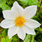 Plant in a Box - Dahlia 'Sunset Mix' - set van 5 - zomerbloeiers - dahliaknollen - tuinbloemen - Wit / Rood / Geel