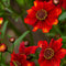 Plant in a Box - Dahlia 'Sunset Mix' - set van 5 - zomerbloeiers - dahliaknollen - tuinbloemen - Wit / Rood / Geel