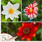 Plant in a Box - Dahlia 'Sunset Mix' - set van 5 - zomerbloeiers - dahliaknollen - tuinbloemen - Wit / Rood / Geel