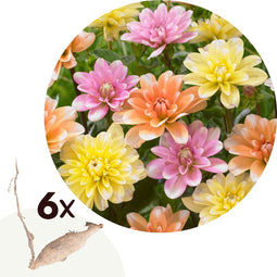 Plant in a Box - Dahlia 'Waterlily Mix' - set van 6 - zomerbloeiers - dahliaknollen - tuinbloemen - Geel / Oranje / Roze