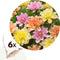Plant in a Box - Dahlia 'Waterlily Mix' - set van 6 - zomerbloeiers - dahliaknollen - tuinbloemen - Geel / Oranje / Roze
