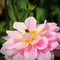 Plant in a Box - Dahlia 'Waterlily Mix' - set van 6 - zomerbloeiers - dahliaknollen - tuinbloemen - Geel / Oranje / Roze