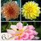 Plant in a Box - Dahlia 'Waterlily Mix' - set van 6 - zomerbloeiers - dahliaknollen - tuinbloemen - Geel / Oranje / Roze