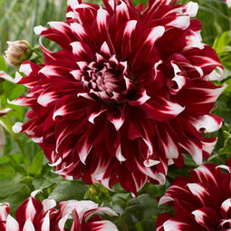 Plant in a Box - Dahliaknollen - 3 stuks - Dahlia 'X-Factor' - Knolgewas