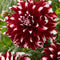 Plant in a Box - Dahliaknollen - 3 stuks - Dahlia 'X-Factor' - Knolgewas