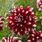 Plant in a Box - Dahliaknollen - 3 stuks - Dahlia 'X-Factor' - Knolgewas