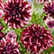 Plant in a Box - Dahliaknollen - 3 stuks - Dahlia 'X-Factor' - Knolgewas