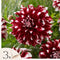 Plant in a Box - Dahliaknollen - 3 stuks - Dahlia 'X-Factor' - Knolgewas
