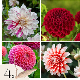 Plant in a Box - Dahliaknollen - 4 stuks - Dahlia 'Bouqet Sunshine' - Knolgewas