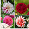 Plant in a Box - Dahliaknollen - 4 stuks - Dahlia 'Bouqet Sunshine' - Knolgewas