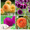 Plant in a Box - Dahliaknollen - 4 stuks - Dahlia 'Bouqet Sunshine' - Knolgewas