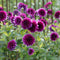 Plant in a Box - Dahliaknollen - 4 stuks - Dahlia 'Bouqet Sunshine' - Knolgewas