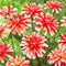 Plant in a Box - Dahliaknollen - 4 stuks - Dahlia 'Bouqet Sunshine' - Knolgewas