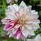 Plant in a Box - Dahliaknollen - 4 stuks - Dahlia 'Bouqet Sunshine' - Knolgewas