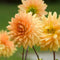 Plant in a Box - Dahliaknollen - 4 stuks - Dahlia 'Bouqet Sunshine' - Knolgewas
