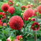 Plant in a Box - Dahliaknollen - 4 stuks - Dahlia 'Bouqet Sunshine' - Knolgewas