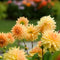 Plant in a Box - Dahliaknollen - 4 stuks - Dahlia 'Bouqet Sunshine' - Knolgewas